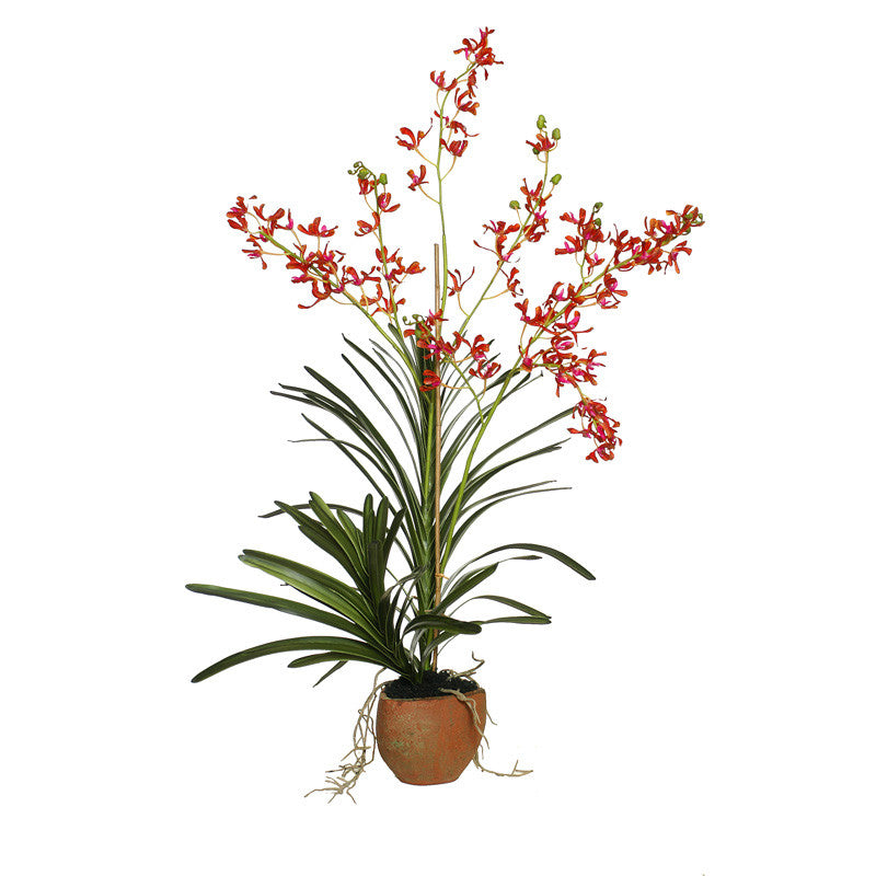 Vanda Orchid in Terracotta - Orange-fuchsia – New Growth Designs