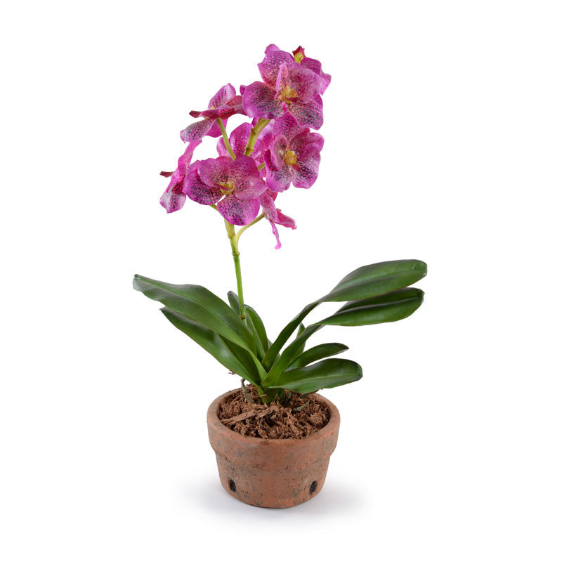 Vanda Orchid in Terracotta - Fuchsia – New Growth Designs