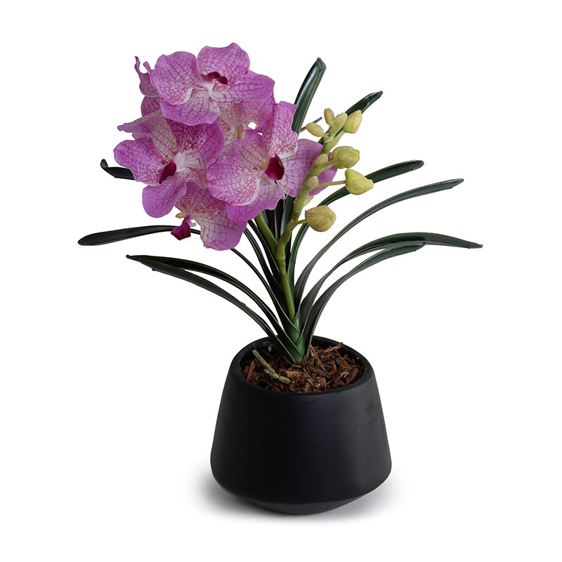 Vanda Orchid in Black Ceramic Vase, 16