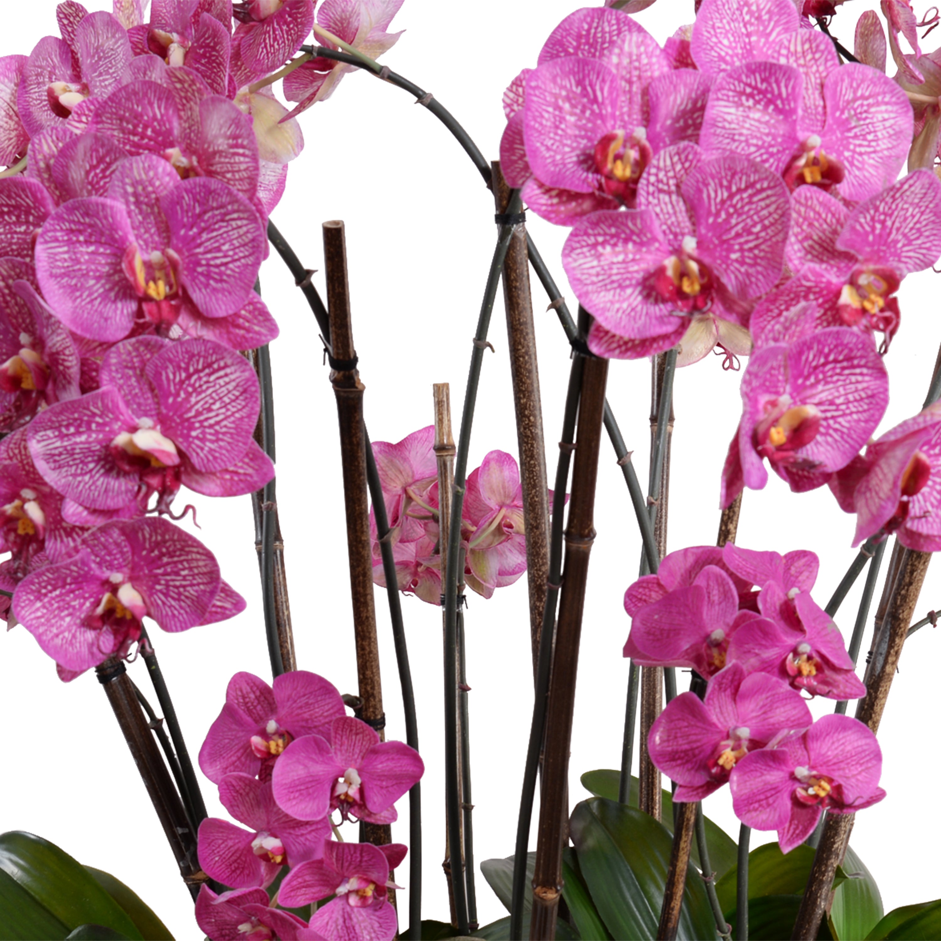 Phalaenopsis Orchid Flowerscape - Fuchsia – New Growth Designs