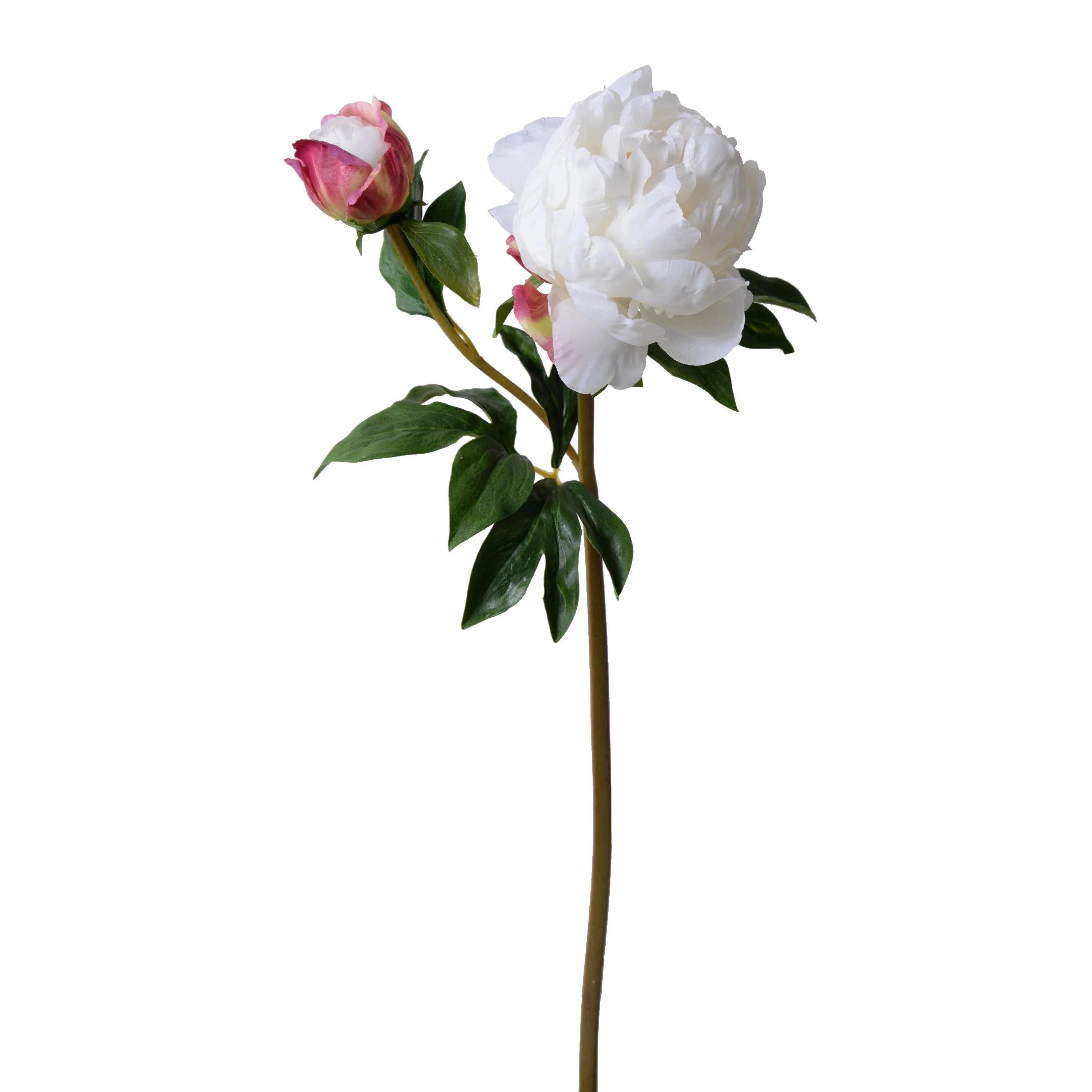 Peony Stem with Bud & Leaves, 26