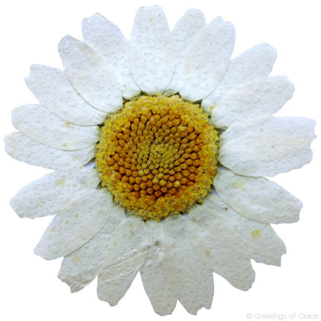 white chrysanthemum novel