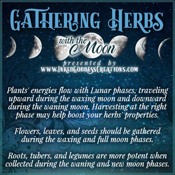 Gathering Herbs with the Moon