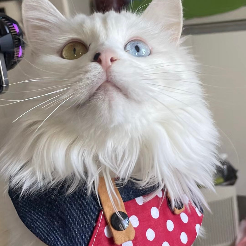 cat bandana