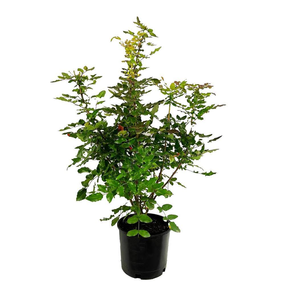 2.25 Gal. Oregon Grape Live Shrub with Yellow Flowers and Deep WFZ8_S2IZO31
