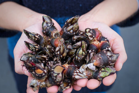 mano llena de percebes