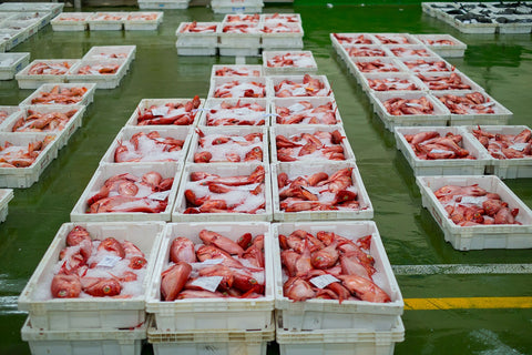 Virrey o Palometa Roja en la lonja de Vigo