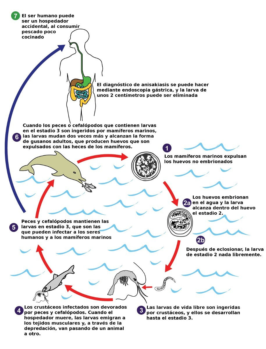 Ciclo anisakis Sal y Laurel