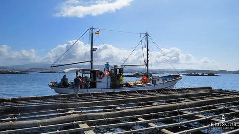 barco para a visitar bateas en la ría de Vigo