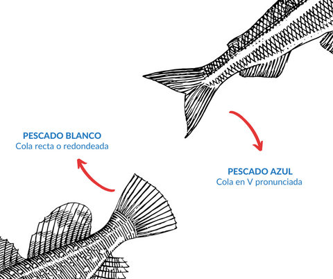 La cola es la principal diferencia entre pescado azul y blanco