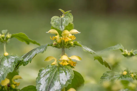 Archange jaune