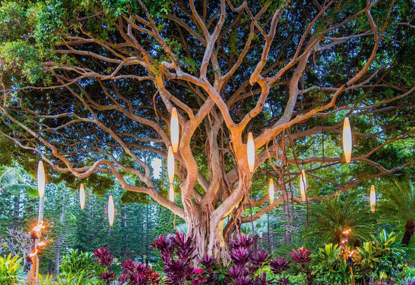 Le Banyan : L’Arbre de l’Immortalité