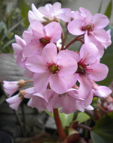 Bergenia