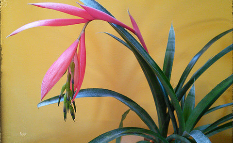 Billbergia