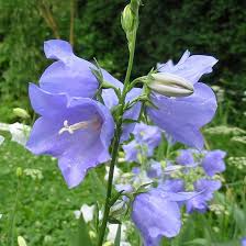 Campanula persicifolia