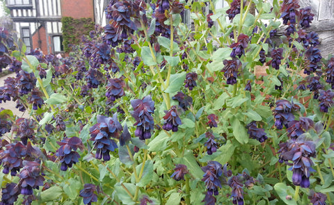 Cerinthe major