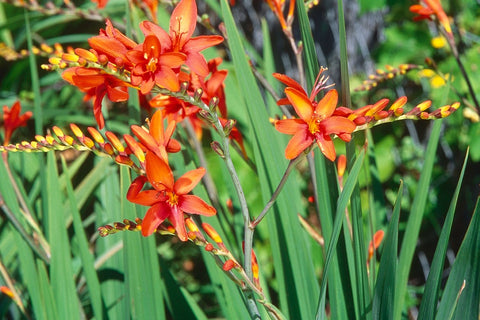 Crocosmia