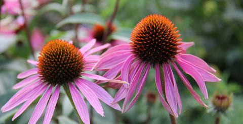 Echinacea