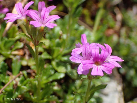 Erinus alpinus