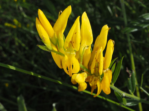 Genista tinctoria