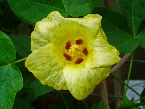 Gossypium