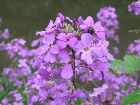 Hesperis matronalis