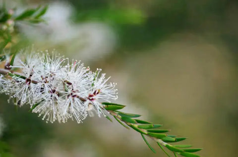 Melaleuca alternifolia