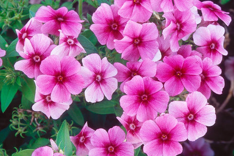 Phlox