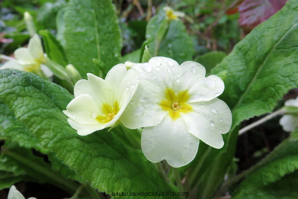 Les Autres Fleurs Qui Expriment la Tristesse