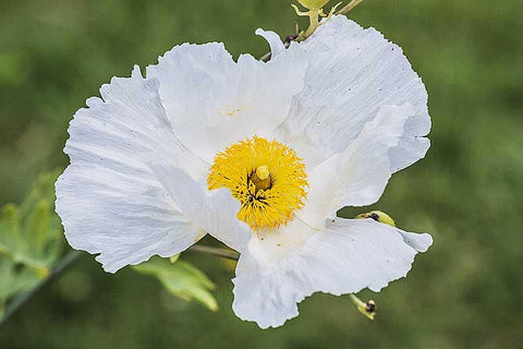 Romneya coulteri