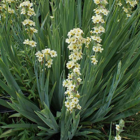 Sisyrinchium striatum