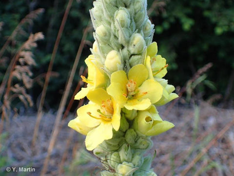 Verbascum thapsus