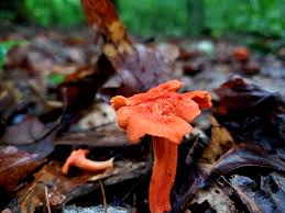 Cantharellus cinnbarinus