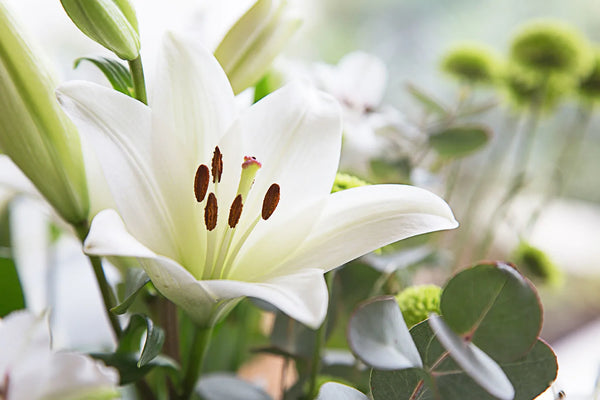 Comment Conserver un Bouquet de Fleurs Plus Longtemps ?