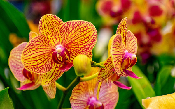 Tout Savoir sur L'Orchidée : Guide Complet