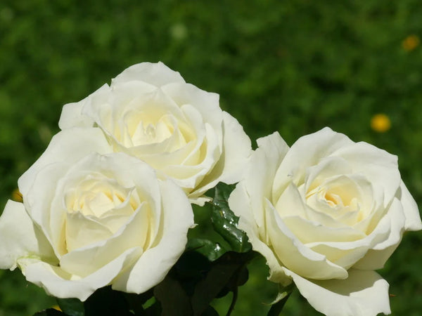 La Signification de la Rose Blanche : Tout ce que Vous Devez Savoir