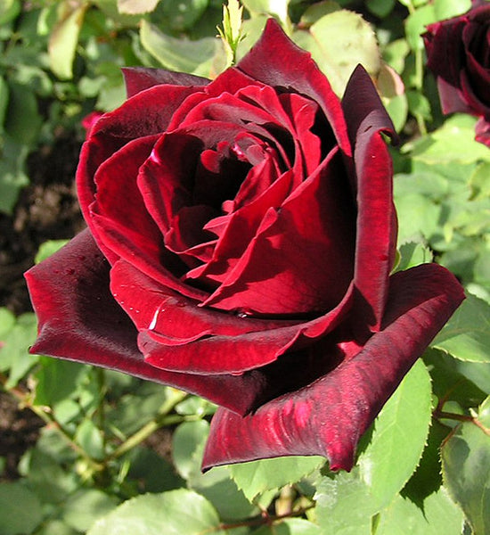 La rose est souvent considérée comme la plus belle fleur du monde