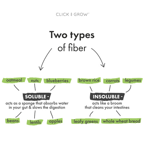 2 types of fiber infographic