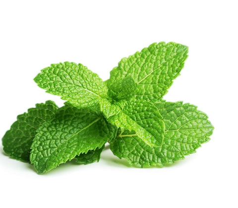Peppermint against a white background.