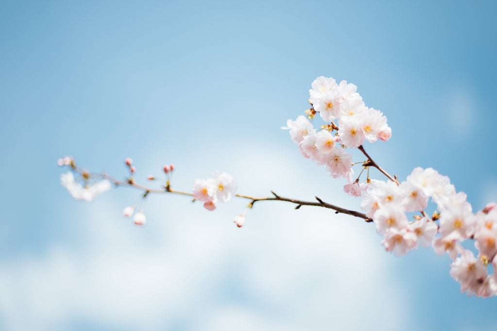 Delicate branch with light, white flowers.