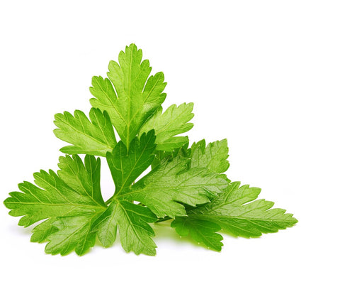 Cilantro against a white background.