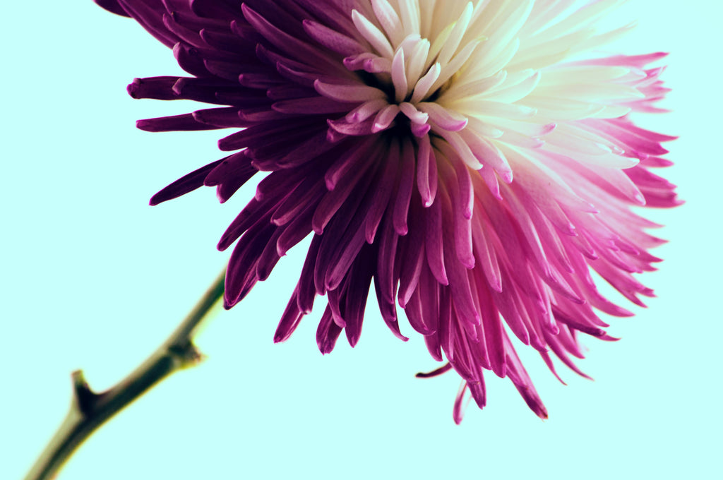 Artistic photo of purple flower against a light blue backdrop.