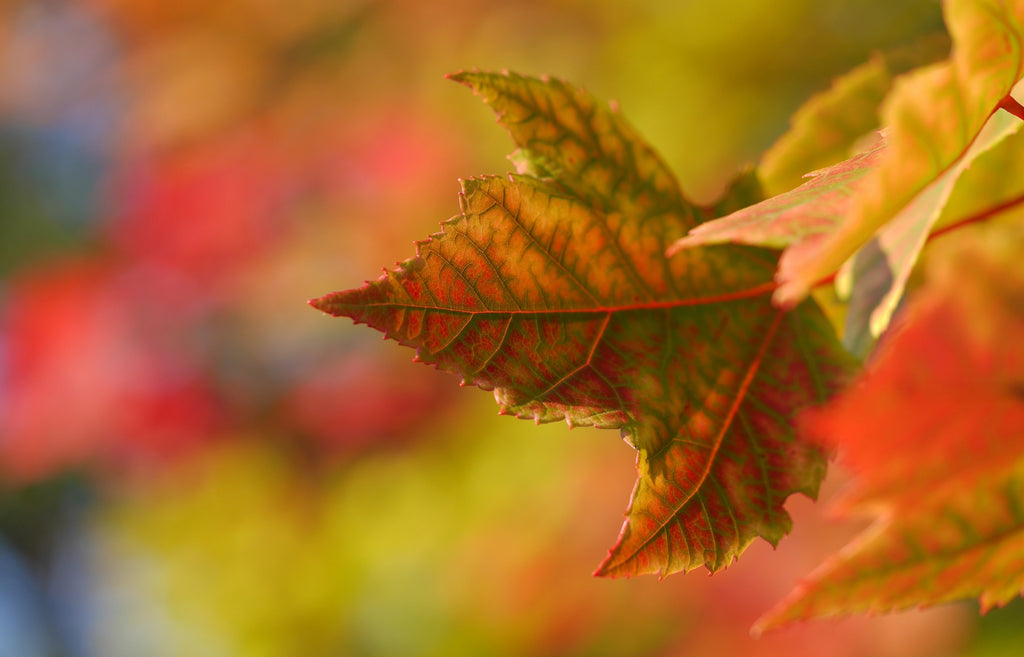 Closeup of autumn leaf with a faded backdrop.