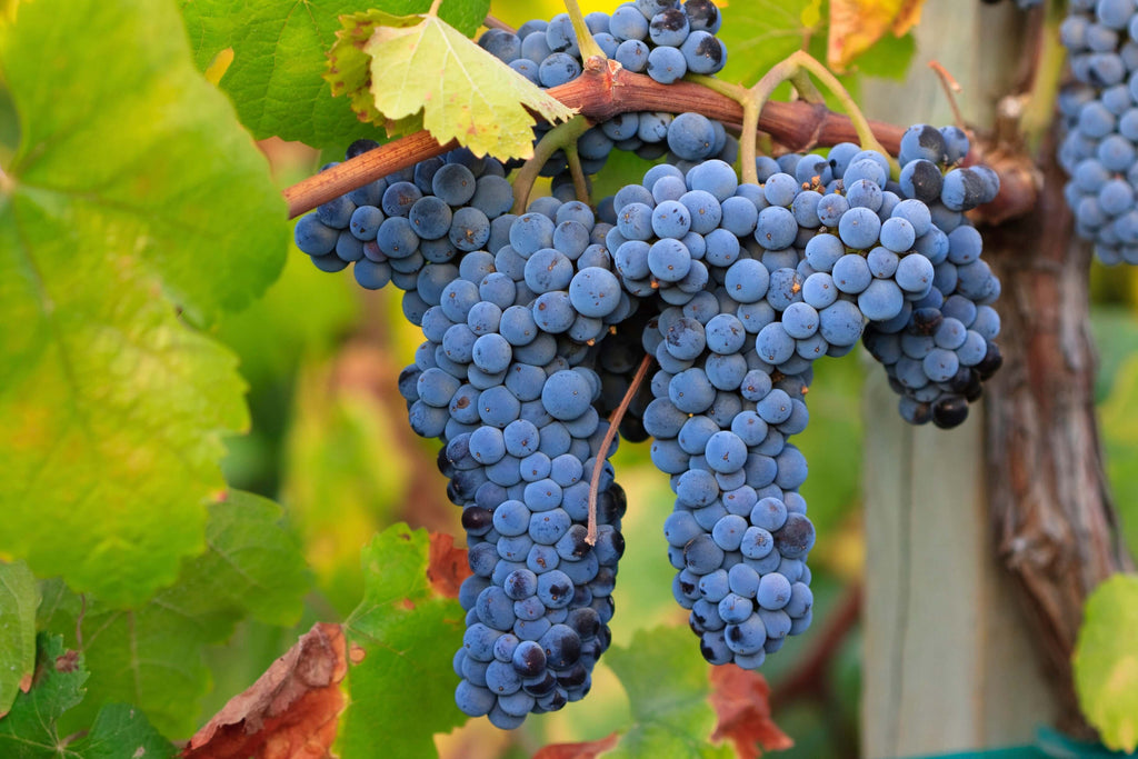 La uva Merlot – Mercado de Vinos