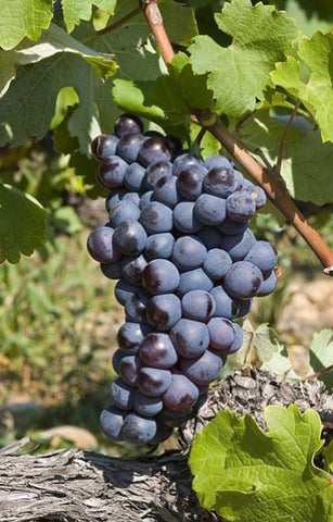 syrah shiraz racimo