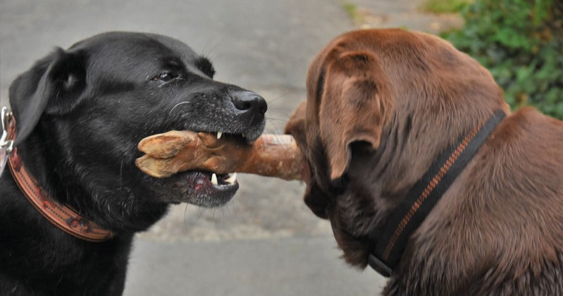 can dogs digest deer bones