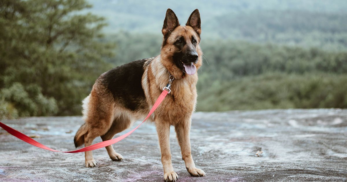 are german shepherds the best service dogs