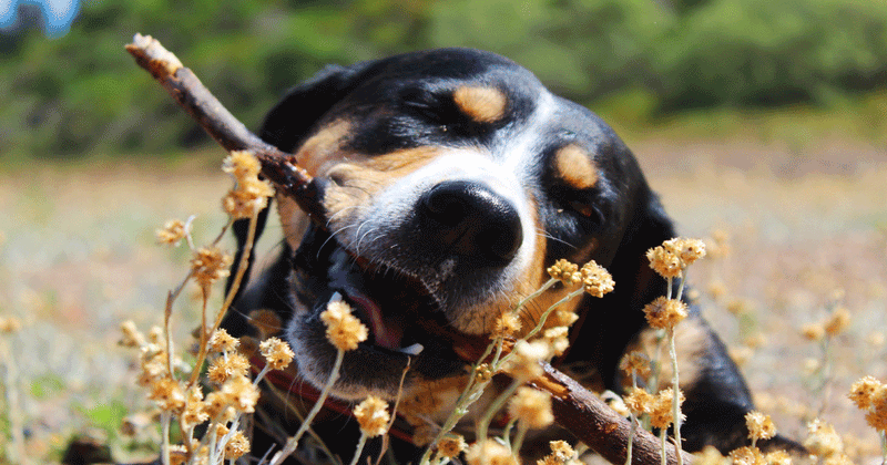 why do puppies chew wood