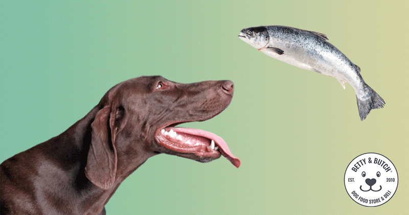 can dogs get sick from fish food
