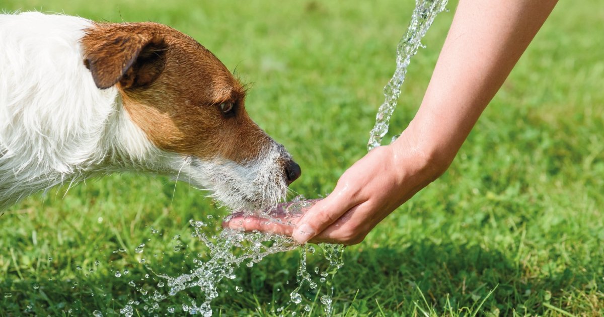 what are signs of dehydration in a dog